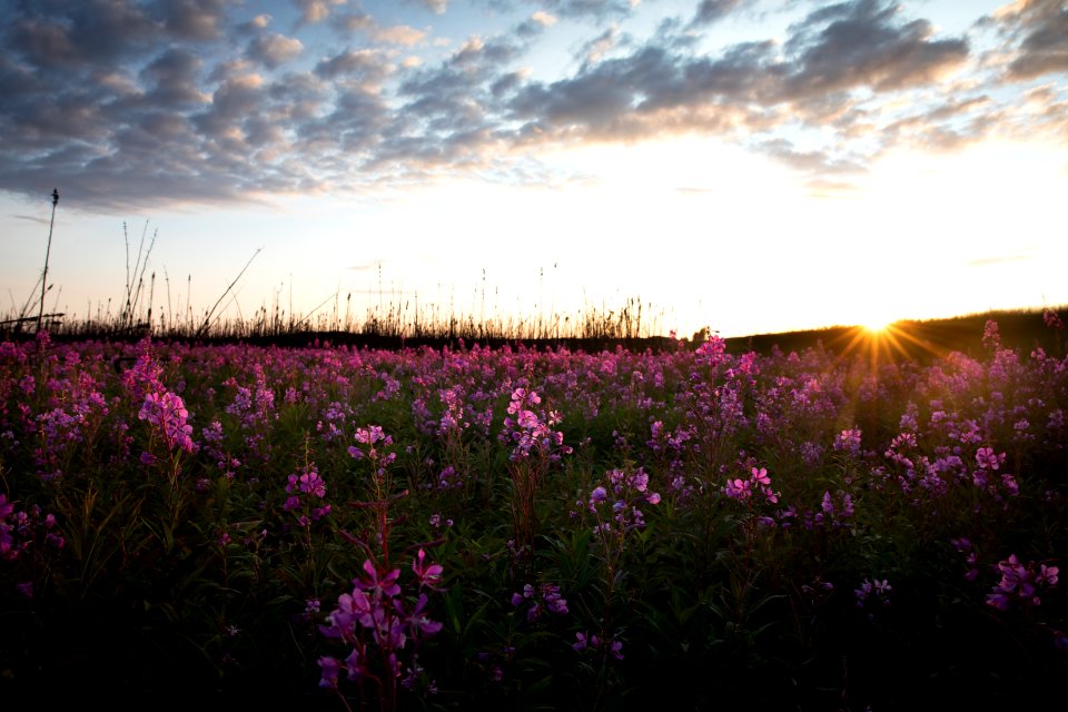 Kenai Fireweed in August