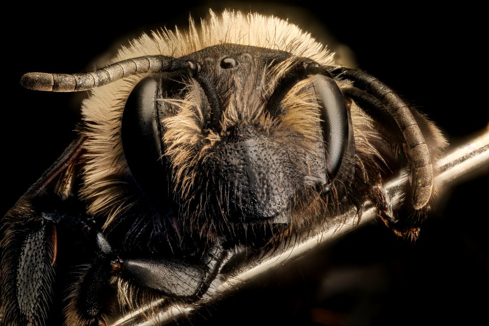 Andrena carlini, f, face, Cecil Co. Maryland 2016-03-29-14.22