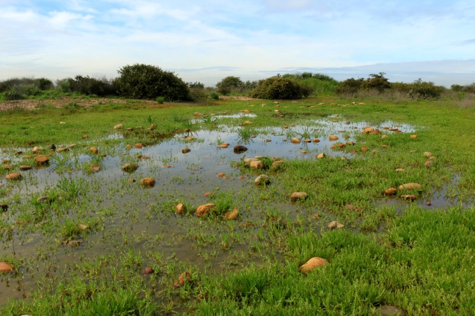 A restored vernal pool in Otay Mesa after winter rains 2018-19 in Southern California