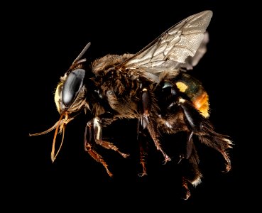 Centris haemorrhoidalis, M, Side, Puerto Rico, Yauco 2014-09-23-17.01.01 ZS PMax