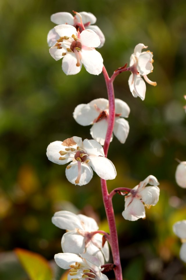 Wintergreen