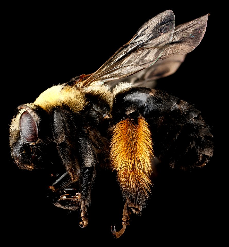 Melissodes desponsa, F, side, Virginia, Prince William County 2012-12-12-14.54.19 ZS PMax