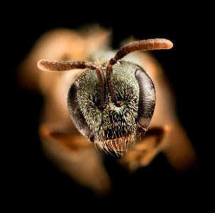 Lasioglossum imitatum, f, face, Frederick, MD 2018-11-16-15.39.12 ZS PMax UDR
