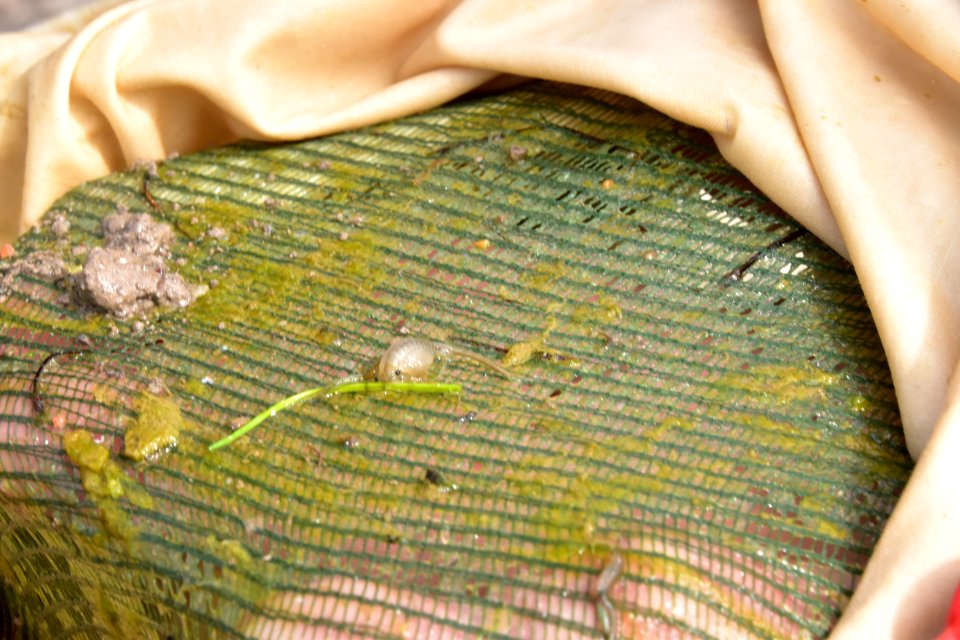 San Diego fairy shrimp is a federally endangered species