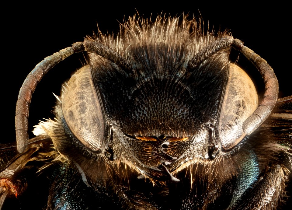 Osmia trevoris, F, Park Co., Wyoming, face 2015-11-20-23.57.28 ZS PMax UDR