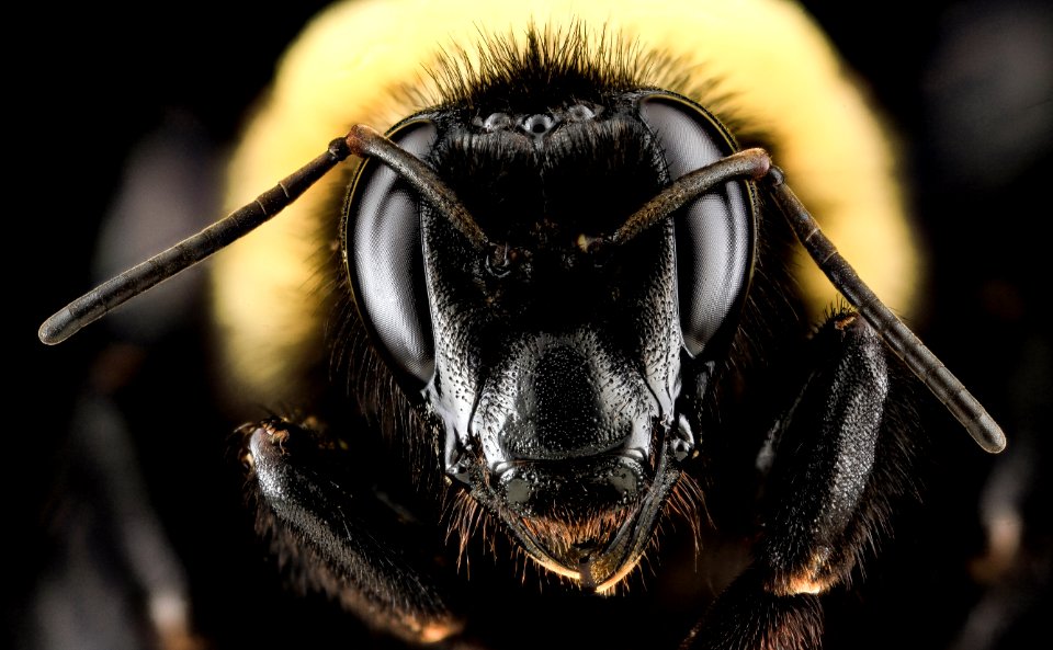 Bombus auricomus, F, Face, 4.5, MD, Baltimore 2013-06-20-17.20.24 ZS PMax