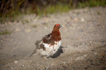 Willow ptarmigan dustbath photo