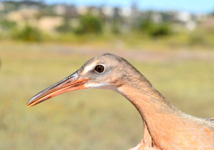 Light-footed Ridgway's rail banding and release at Batiquitos Lagoon