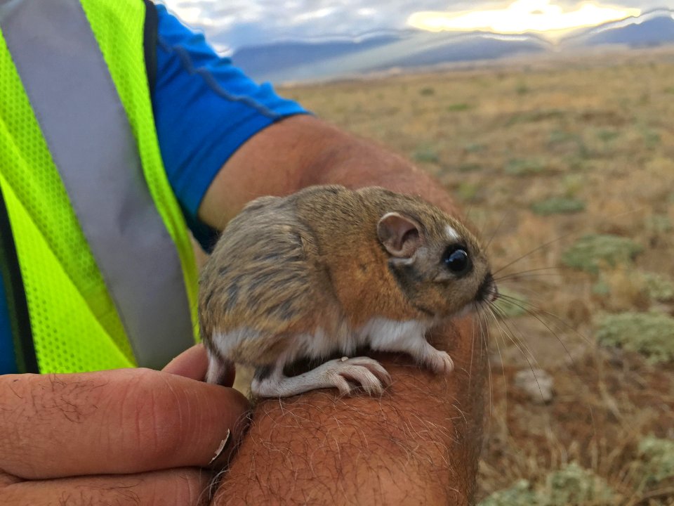 Stephens' kangaroo rat is a federally endangered species photo