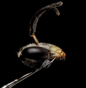 Lasioglossum sopinci, m, faceside, anne arundel county, md 2014-07-09-13.51.21 ZS PMax