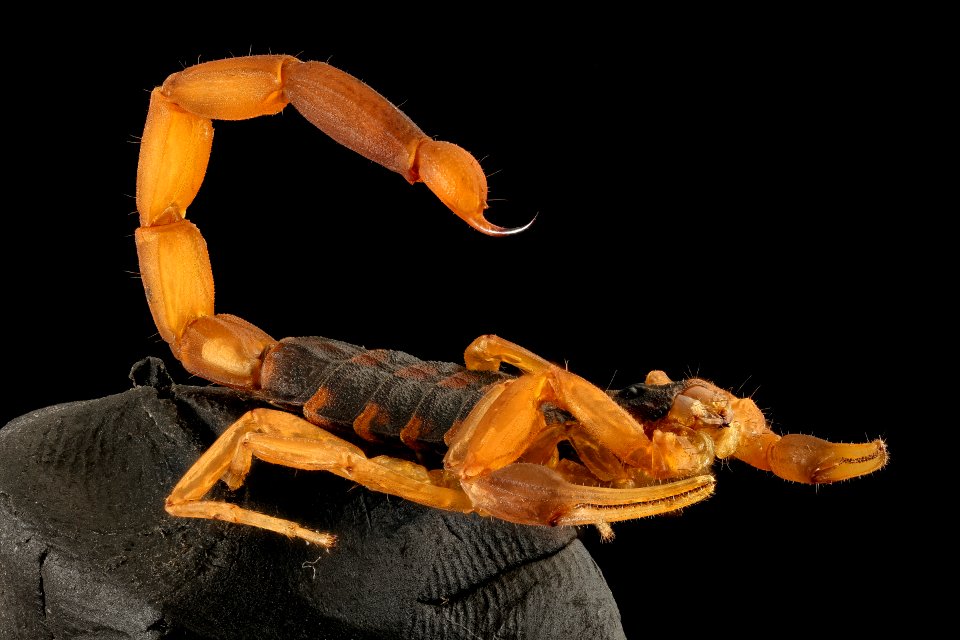 Scorpion, Arkansas, FT, curl 2016-05-10-16.15