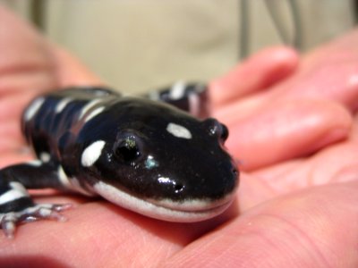 Endangered California Tiger Salamander