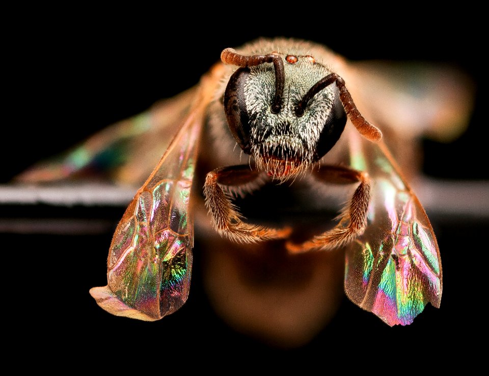 Lasioglossum hudsoniellum, f, face, Pennington, SD 2018-11-16-15.41.21 ZS PMax UDR