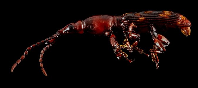 Arrhenodes minutus , U, Side, Upper Marlboro 2013-07-05-15.15.06 ZS PMax