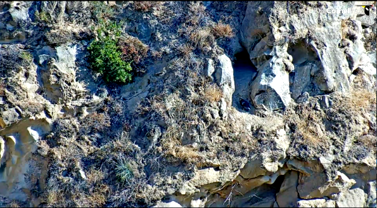 California condor #923 seen from a second LIVE CondorCam.