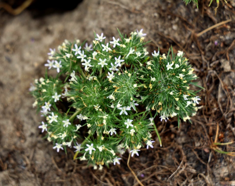 Young spreading navarretia plant on Camp Pendleton