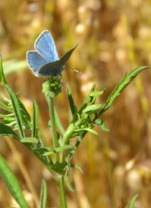 Mission Blue Butterfly-male