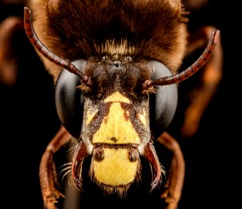 bee big 3 color, m, india, face 2014-08-10-06.57.35 ZS PMax photo