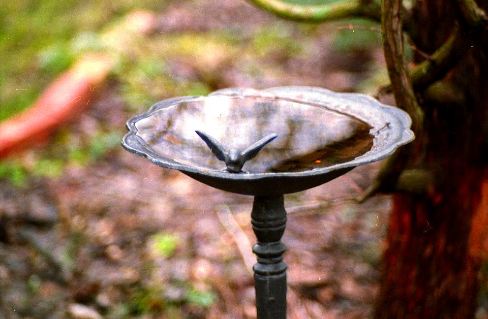 bird bath