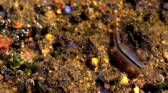 Listed as federally endangered this male San Diego Fairy shrimp, lives only in southern California's vernal pools. photo