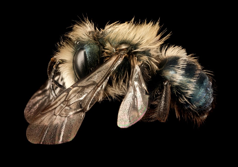 Osmia californica, m, wy, lincoln, side 2015-11-20-21.29