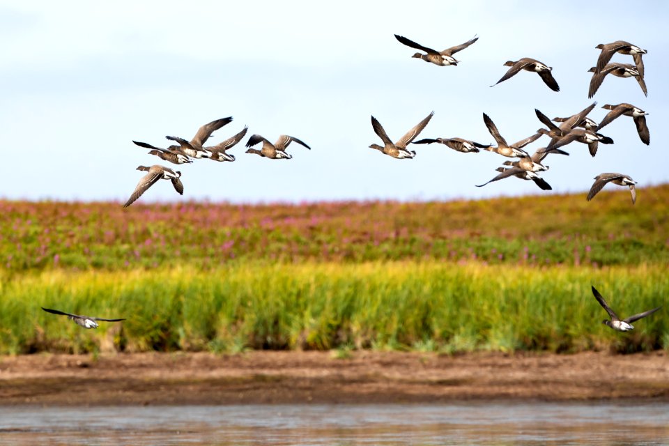 Black Brant at Izembek Lagoon photo