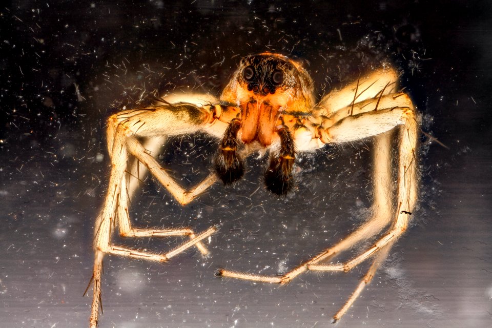 Spider 3, U, face, Patuxant, MD 2012-10-09-11.47