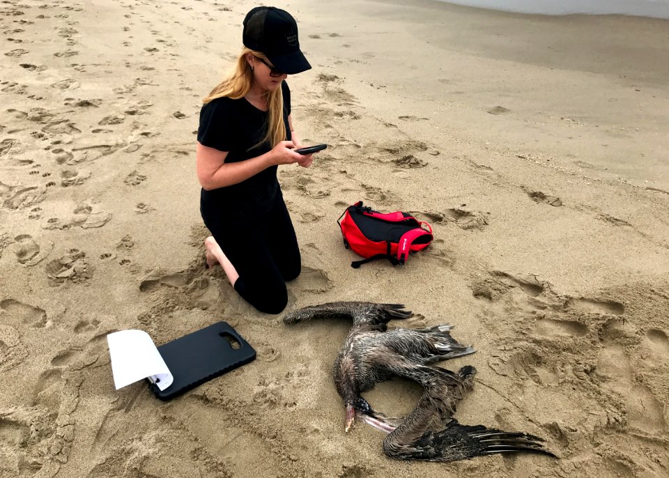 Andrea Dransfield, a BeachCOMBERS volunteer, examines a California brown pelican found on Silver Strand beach during her monthly survey.