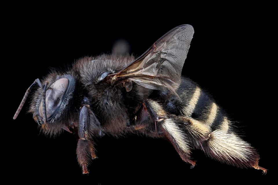 Xylocopa tabaniformis, f, left, Orange Co. FL 2020-02-17-13.05.57 ZS PMax UDR