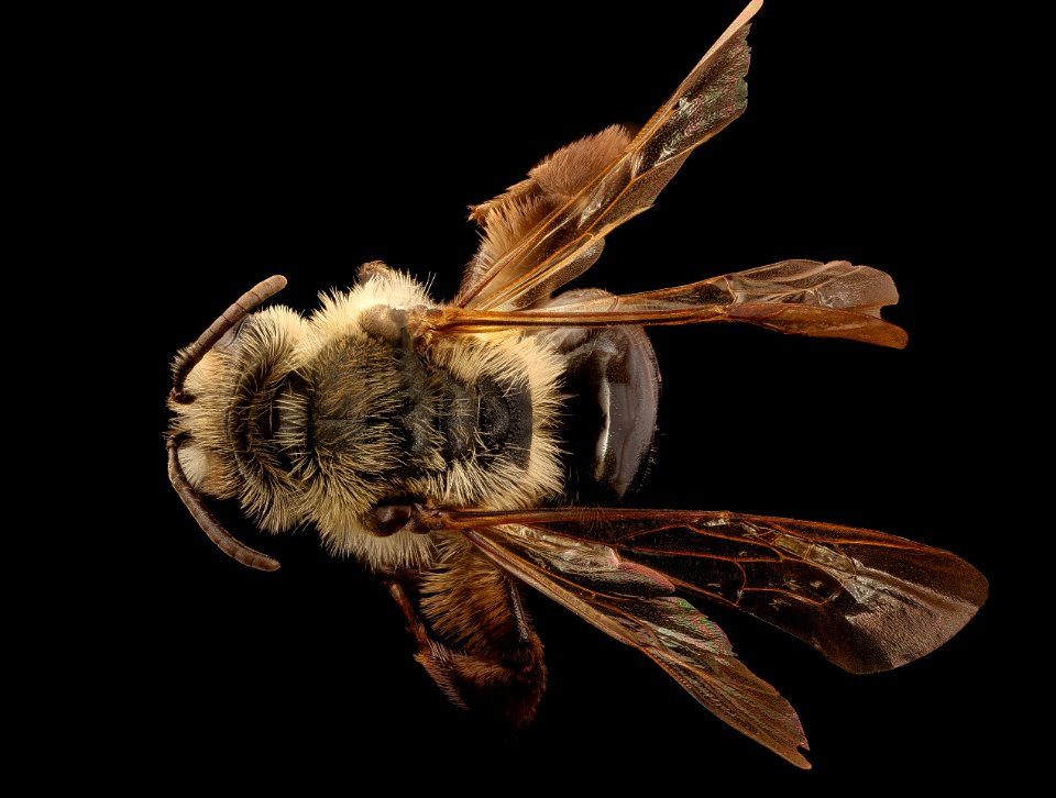 Andrena vicina, f, back, Hardy Co., WV 2017-03-08-12.09