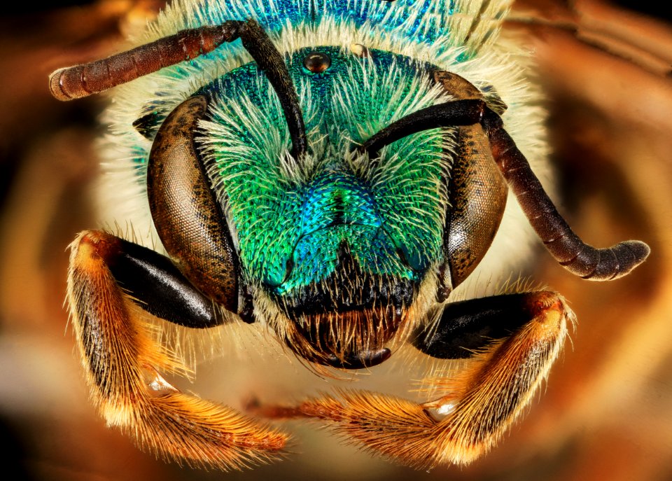 Agapostemon coloradinus, F, face, Shannon Co., S. Dakota 2014-01-09-14.31.48 ZS PMax