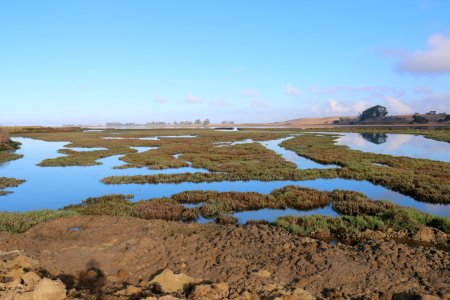 Elkhorn Slough designated "Wetland of International Importance"