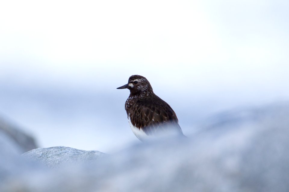 Black turnstone photo