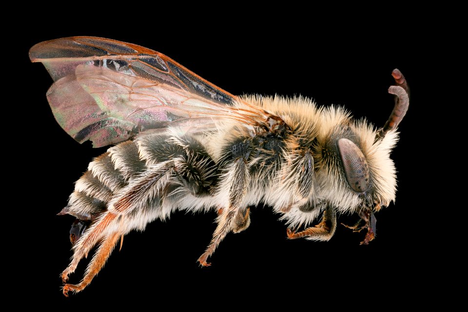 Andrena ovatula, right, Dvorynadzitavou, Slovakia 2019-12-16-20.11.37 ZS PMax UDR