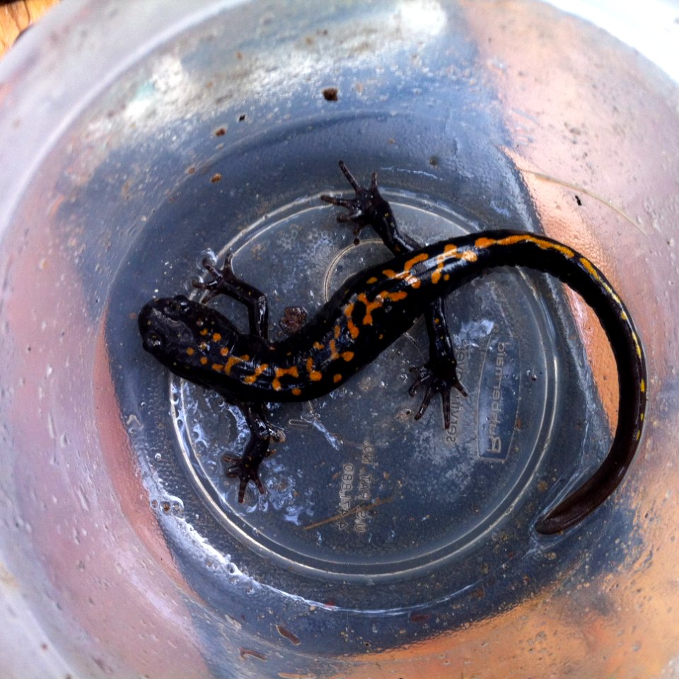Santa Cruz long toed salamander