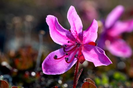 Kamchatka rhododendron photo