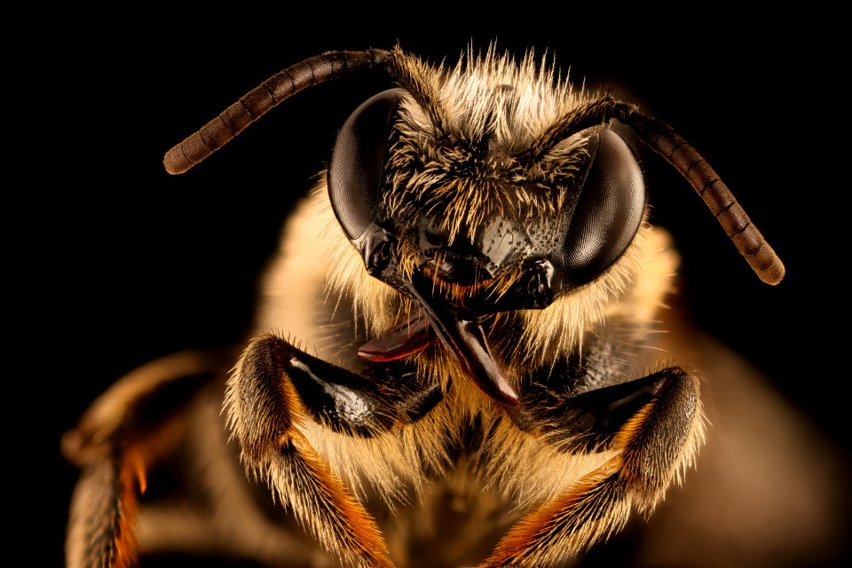 Melitta melittoides, f, aa co, md, face 2018-07-17-17.25.00 ZS PMax UDR
