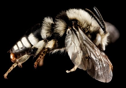 Melecta albifrons albovaria, M, Side, Greece, Aegean Islands, Lesvos, Mytilene 2015-02-24-16.22.32 ZS PMax