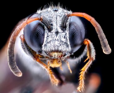 Silver hair wasp, face 2020-08-18-12.58.35 ZS PMax UDR photo