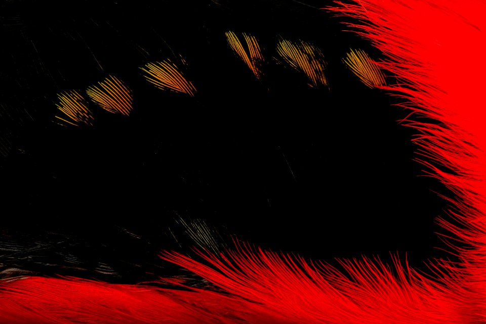 Scarlet tanager, feather 2014-04-21-14.06.59 ZS PMax