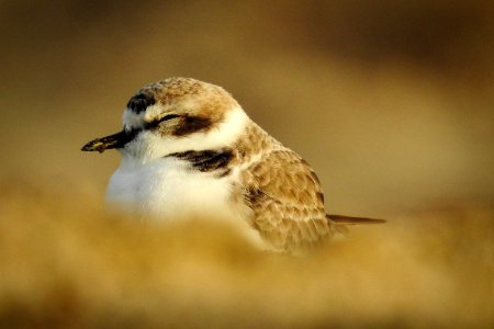 A western snowy plover. photo