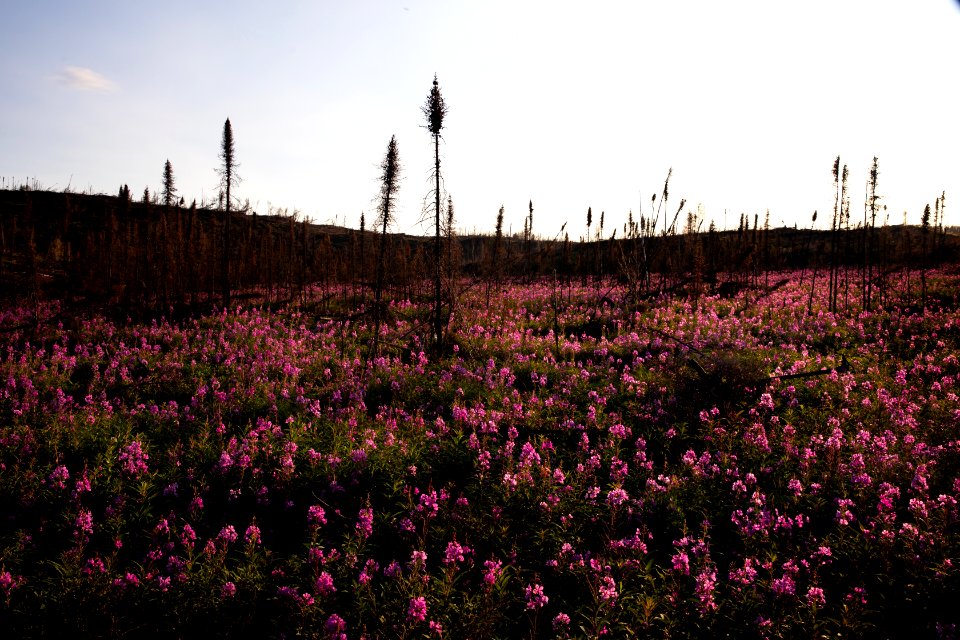 Kenai Fireweed in August