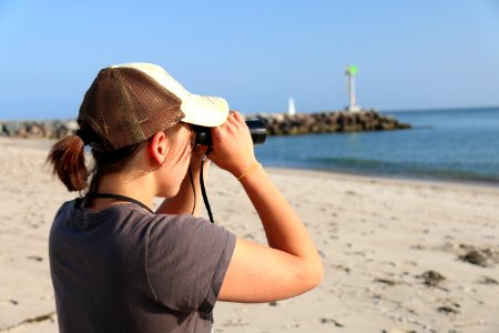 Karen Sinclair, a fish and wildlife biologist with the U.S. Fish and Wildlife Service in Ventura, watches California brown pelicans in flight near Hollywood Beach during the biannual brown pelican survey held along the West Coast.