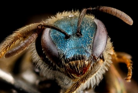 Lasioglossum creberrimum, U, face, Texas 2012-10-25-14.52.50 ZS PMax