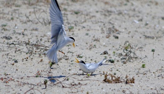 California least terns at Batiquitos Lagoon in Carlsbad, California photo