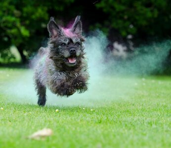 Dog hybrid small hybrid