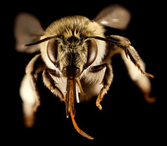 Anthophora dalmatica, F, Face, Greece, Aegean Islands 2014-12-09-17.26.17 ZS PMax