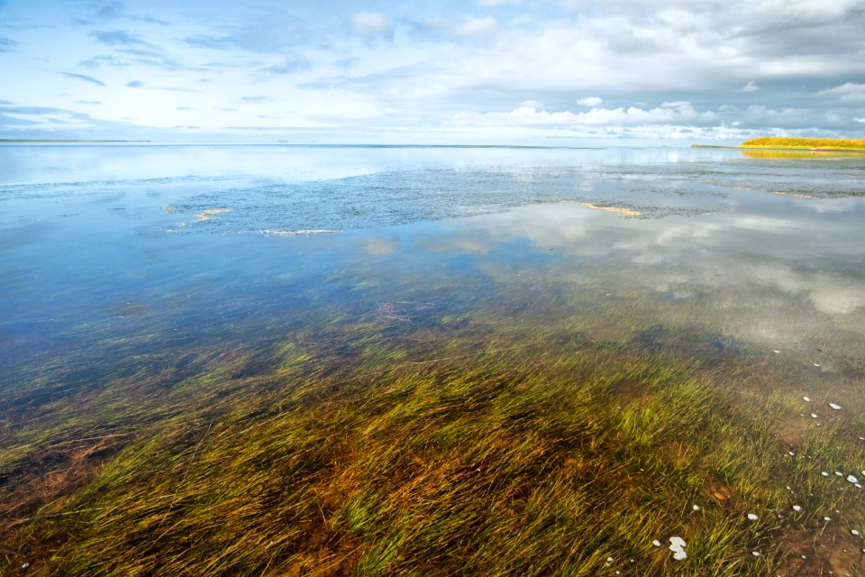Izembek Lagoon and Grant Point