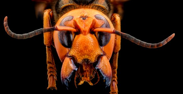 murder hornet 2, face 2020-10-01-18.55.04 ZS PMax UDR photo