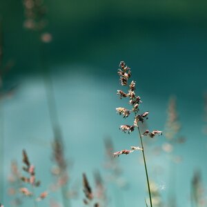 Spring autumn hope